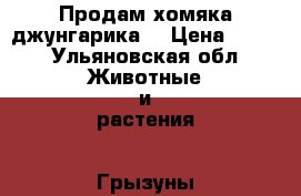 Продам хомяка джунгарика  › Цена ­ 150 - Ульяновская обл. Животные и растения » Грызуны и Рептилии   